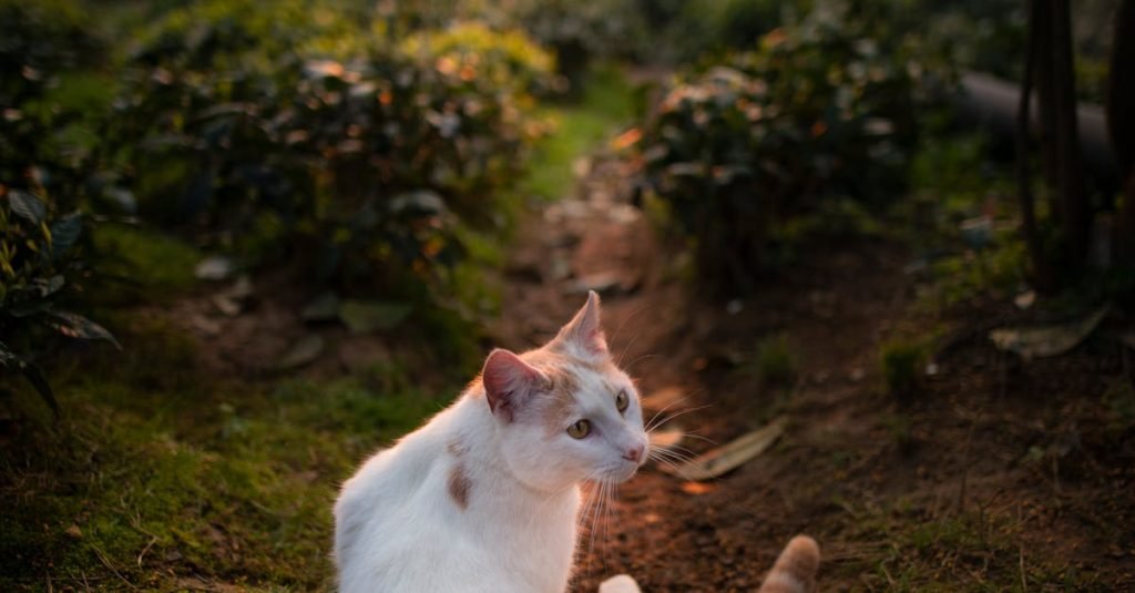 Smoke Alarm Certificate Cedar Vale