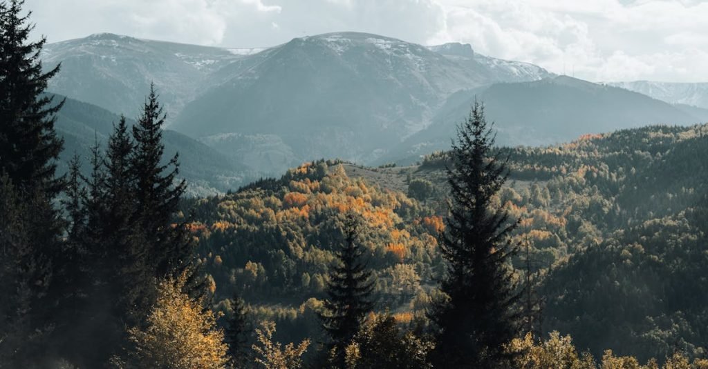 Smoke Alarm Certificate Chambers Flat