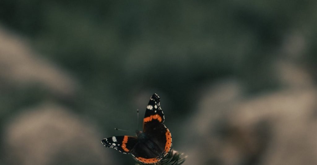 Smoke Alarm Certificate Kings Beach