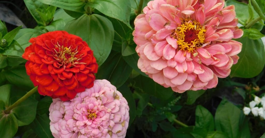 Smoke Alarm Certificate Loganholme