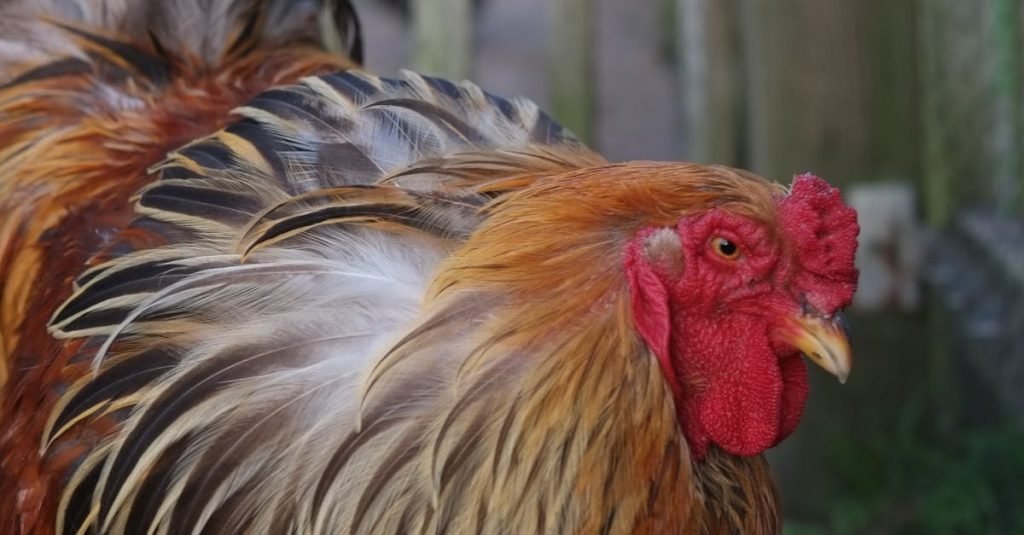 Smoke Alarm Certificate Milora