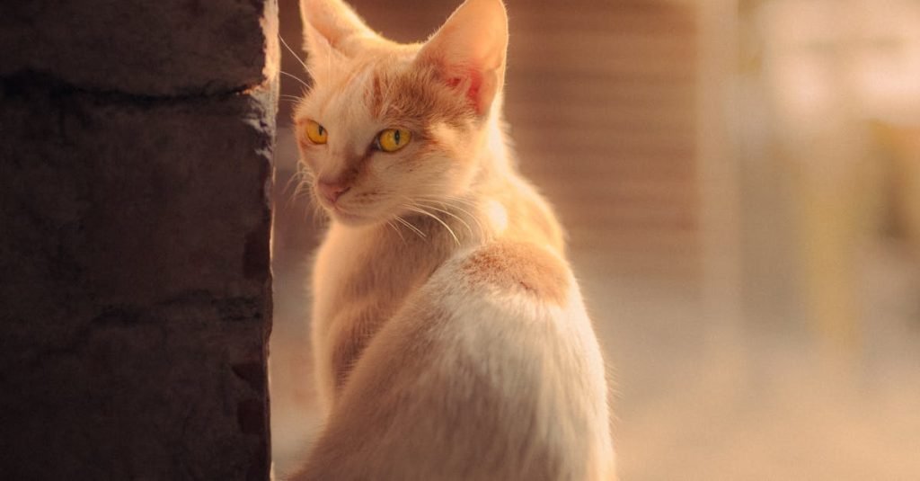 Smoke Alarm Certificate Mount Edwards