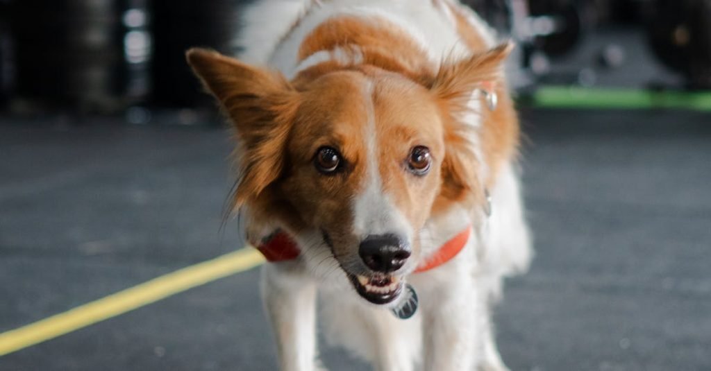 Smoke Alarm Certificate Springwood