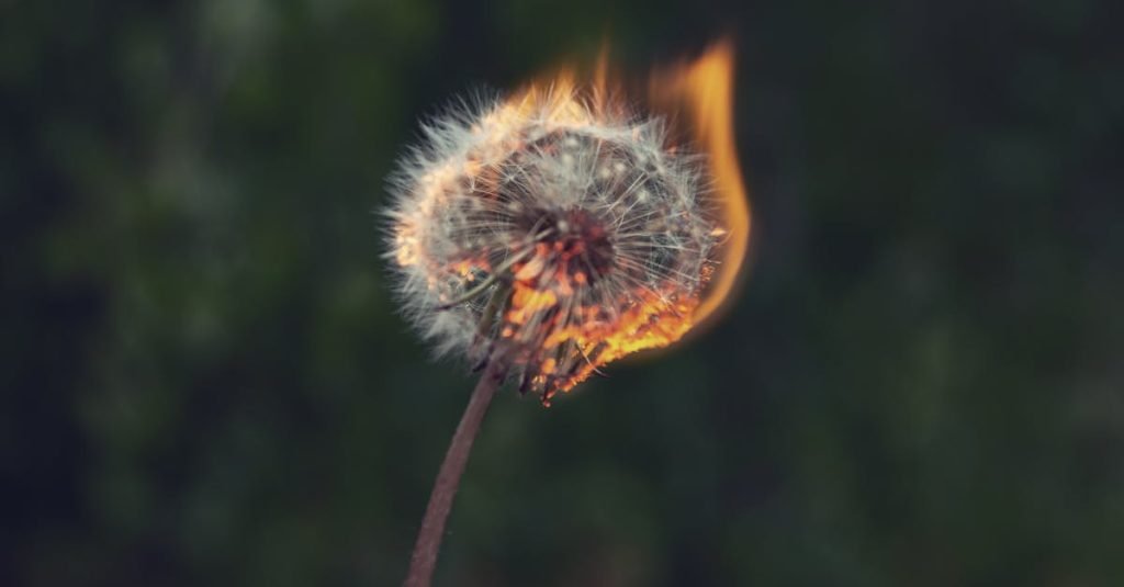 Smoke Alarm Certificate Upper Coomera